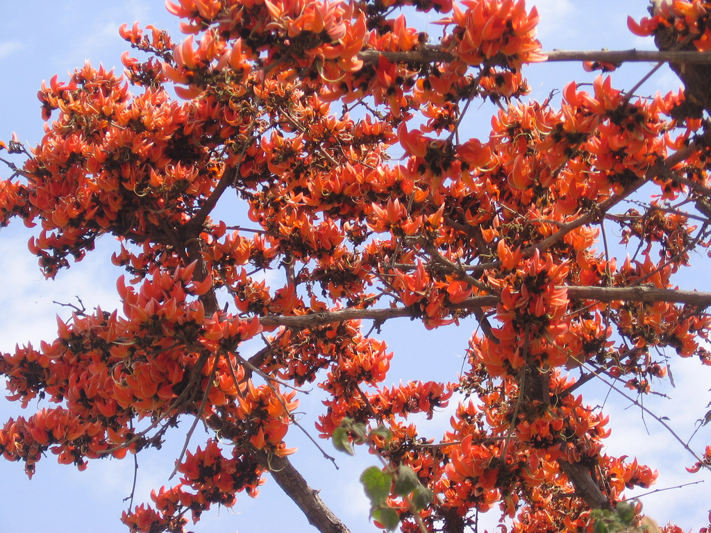 Mutharchi Mara -Parrot tree - Kodagu Heritage