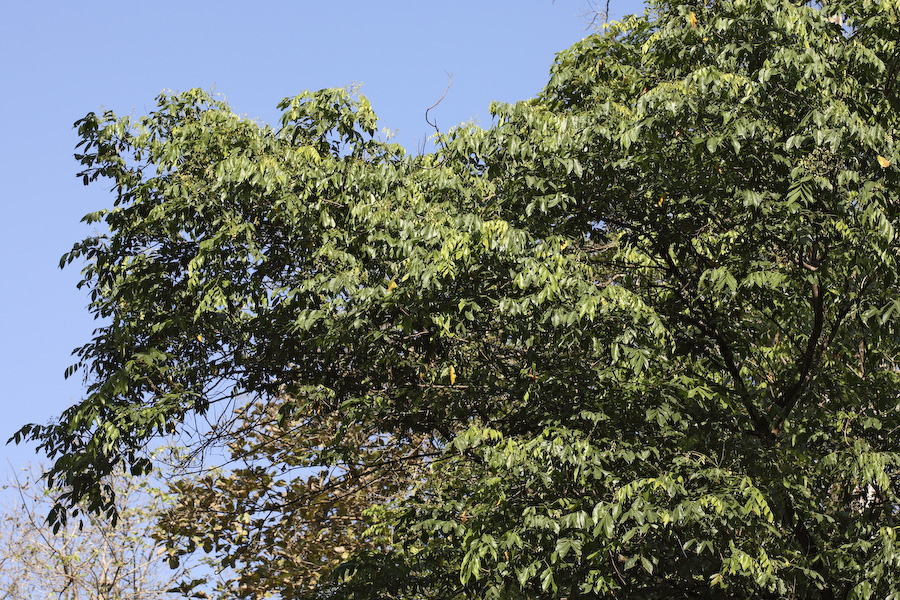 Kona karingi - Kodagu Heritage