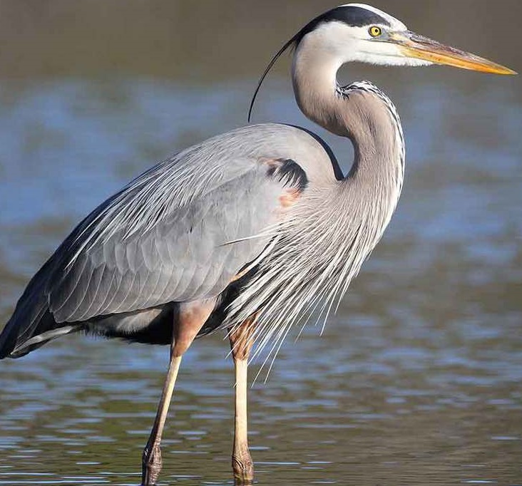 Birds of Kodagu - Kodagu Heritage